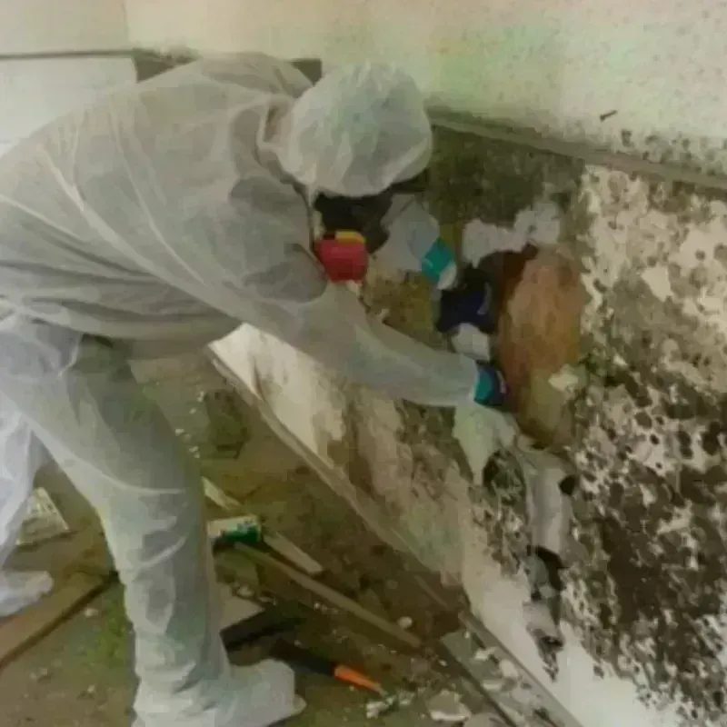 Mold Remediation and Removal in Seeley Lake, MT